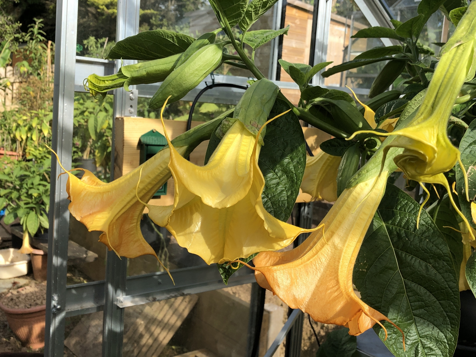 Brugmansia Aurea